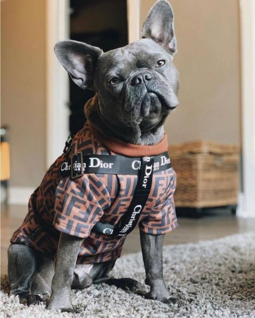 balenciaga dog clothes